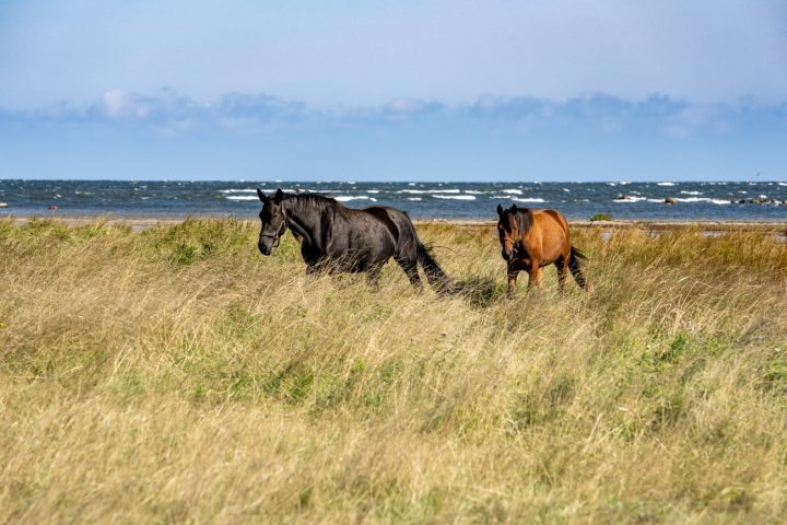 Hästar i hage vid havet -02113