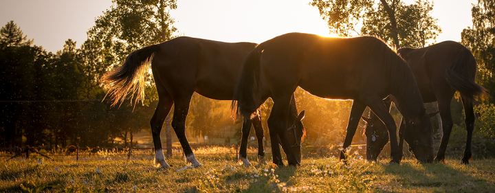 Motljus hästar i hagen solnedgång