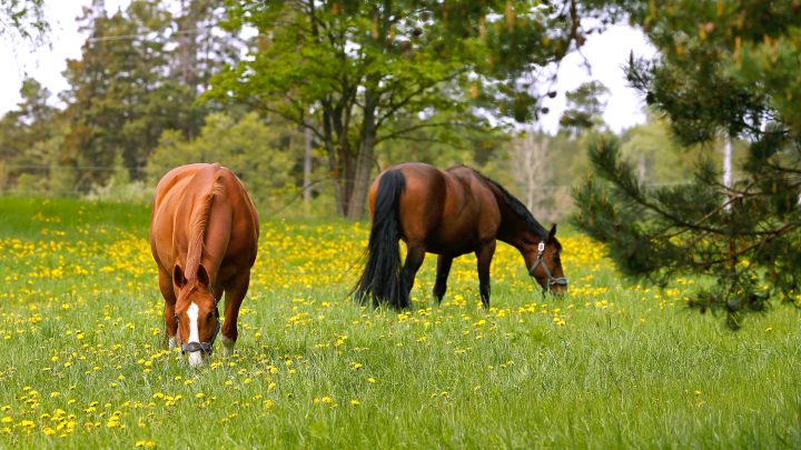 Hästar-sommarbete